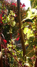 Plant growing on a tree