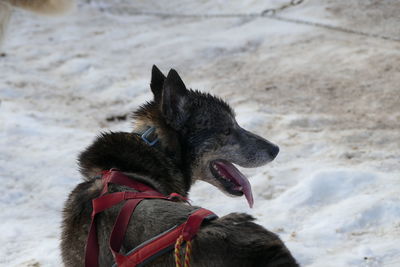 Close-up of sled dog in the snow in germany