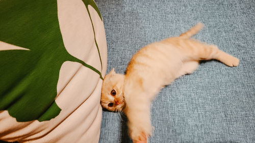 High angle view of cat relaxing on sofa