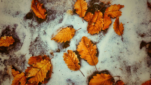 High angle view of maple leaves on road