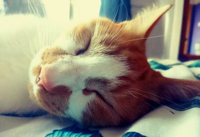 Close-up of cat sleeping