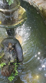 Close-up of turtle in water