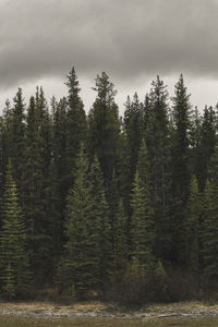 Pine trees in forest against sky