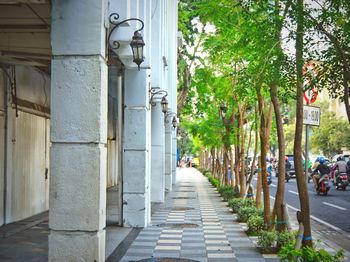 Walkway amidst trees