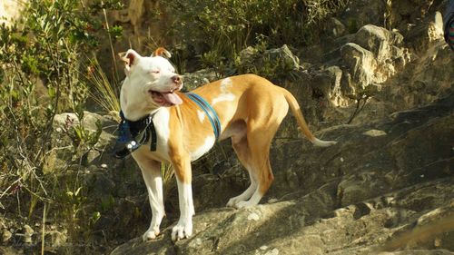 Dog standing on grass