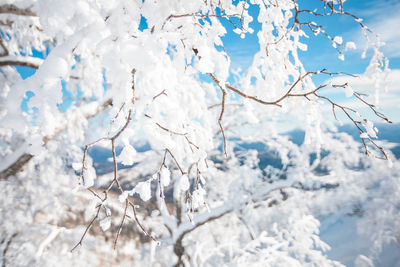 Low angle view of tree