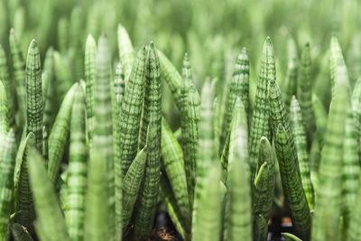 Close-up of fresh green plant