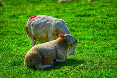 Sheep in a field