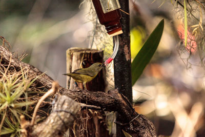 Bird on branch