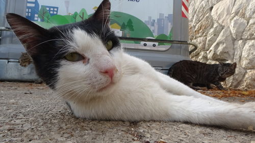 Close-up portrait of a cat