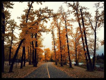 Empty road along trees