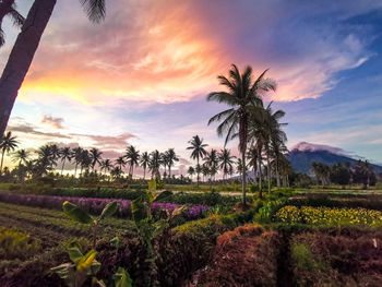 Scenic view of palm trees on field against sky at sunset