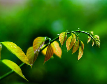 Close-up of fresh green leaves on plant