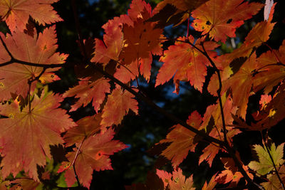 Close-up of maple leaves on tree