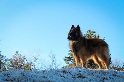 Dog on snow field against clear blue sky