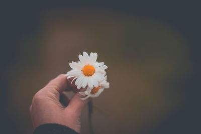 Close-up of hand holding daisy flower
