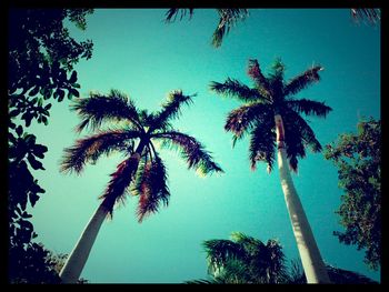 Low angle view of palm trees against blue sky