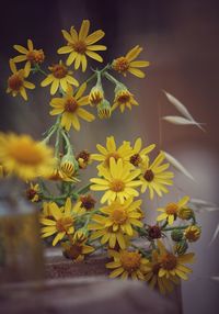 Close-up of yellow daisy flowers