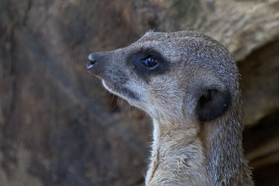 Close-up of meerkat in zoo