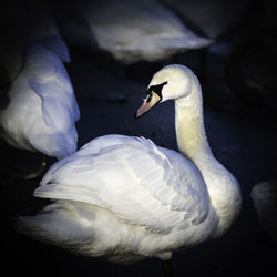 Close-up of swan in water