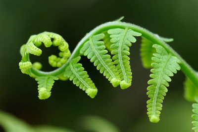 Close-up of fern leaves