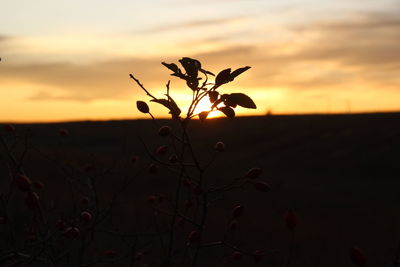 Silhouette plant on field against sky during sunset