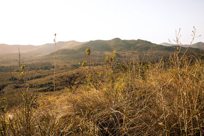 Scenic view of field against clear sky