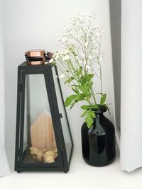 Close-up of potted plant on table