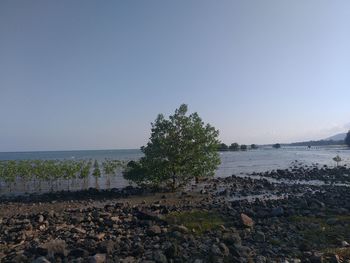 Scenic view of sea against clear sky