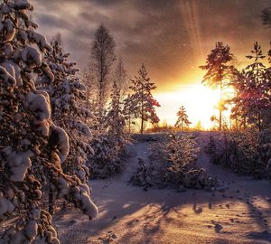 Sun shining through trees