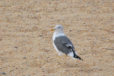 Close-up of seagull