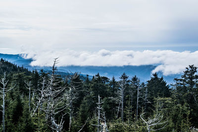 Pine trees in forest against cloudy sky