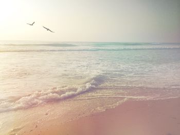 Seagull flying over sea