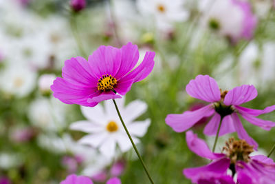 Close-up of pink cosmos flowers