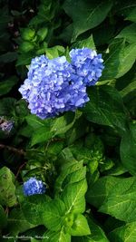 Close-up of purple hydrangea flowers