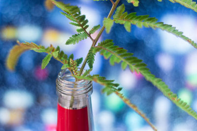 Close-up of plant against blurred background