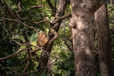 Monkey on tree branch