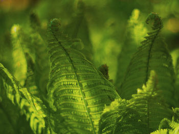 Close-up of fern leaves