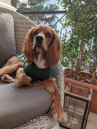 Portrait of dog sitting on chair