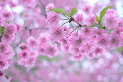 Pink flowers blooming on tree