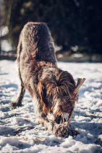 Dog on snow covered land