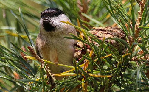 Close-up of bird perching on plant
