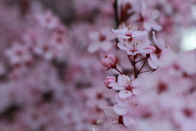 Close-up of pink flowers on branch