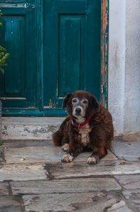 Dog in front of a green wooden door, santorini, greece