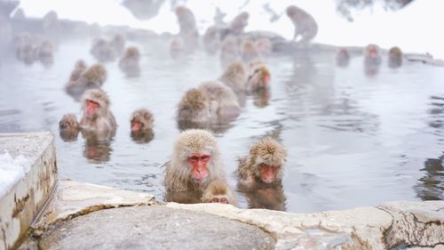 High angle view of snow monkeys in hot spring