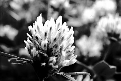 Close-up of flowering plant