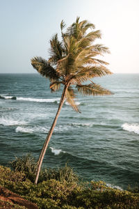 Palm tree by sea against clear sky