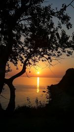 Silhouette of trees at sunset