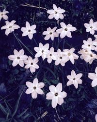 High angle view of white flowers blooming outdoors