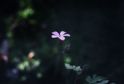 Close-up of pink flowering plant